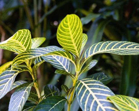 Kalatea - roślina oczyszczająca powietrze. Jak ją uprawiać?