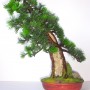 Rośliny, Sztuczne drzewko bonsai Bonsai Zokei w stylu Shakan - Sztuczne drzewko bonsai w stylu Shakan (bonsai zokei)