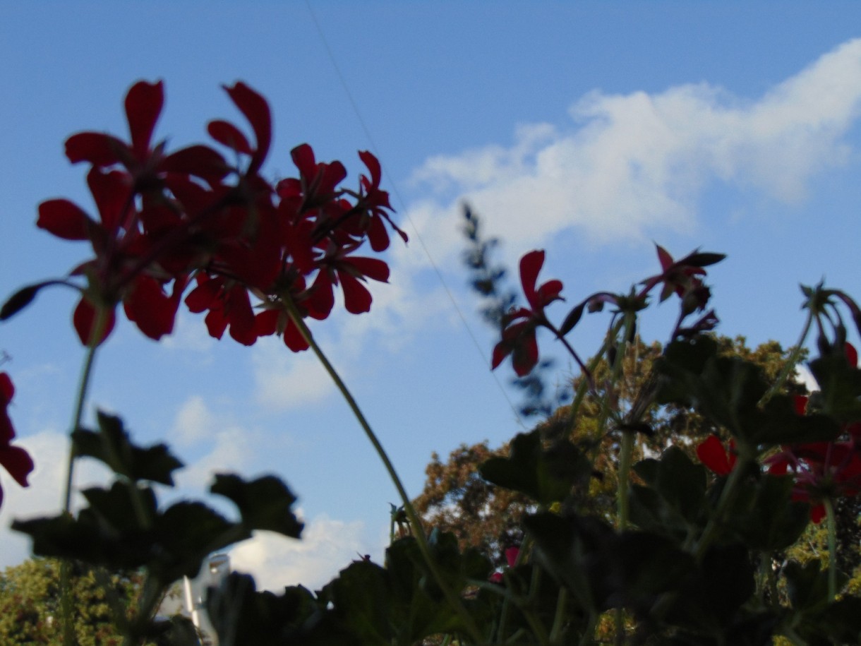 Balkon, Lato na moim balkonie ................. - ................i pelargonie............