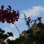 Balkon, Lato na moim balkonie ................. - ................i pelargonie............