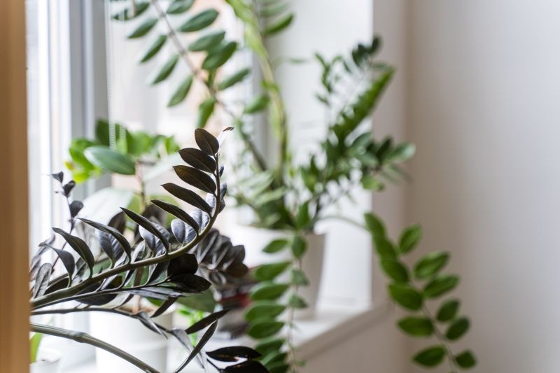 Jak dbać o zamiokulkasa, żeby rósł? 