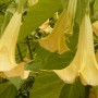 Pozostałe, Wrzesień w ogrodzie ............... - ...........datura oszalała............