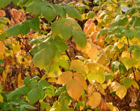 Jesień to ważny czas dla malin. Podsyp je naturalnym nawozem, by za rok owocowały podwójnie
