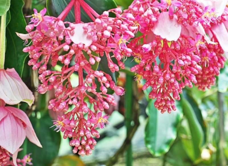 mendinilla wspaniała 