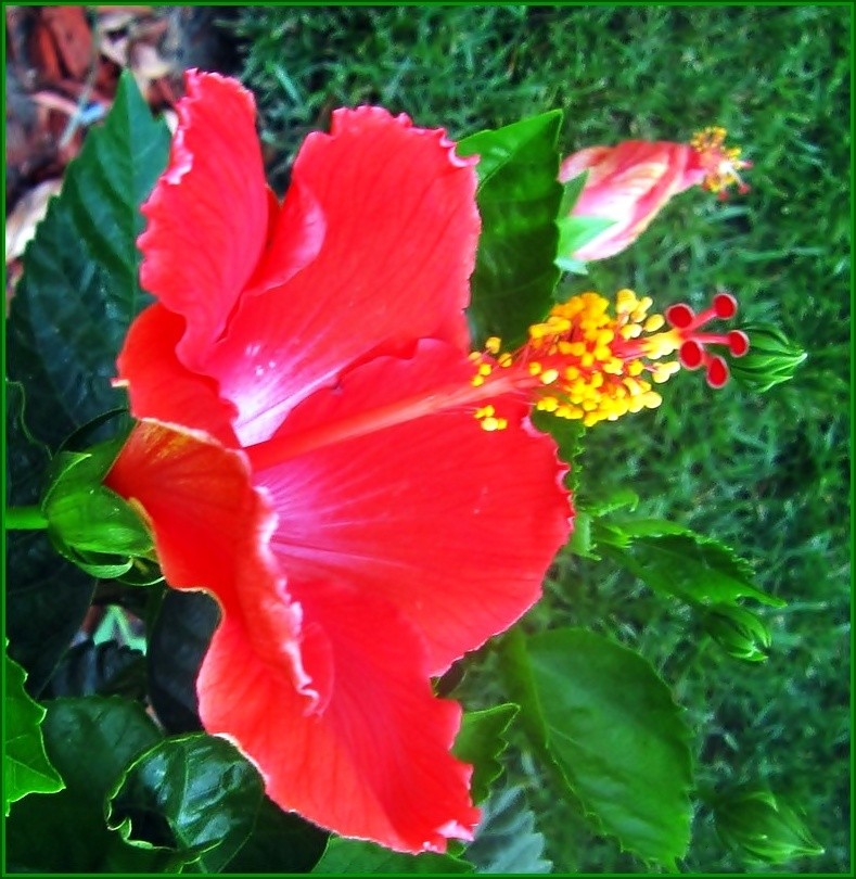 Rośliny, W upalny dzień... - .hibiskus..