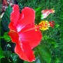 Rośliny, W upalny dzień... - .hibiskus..