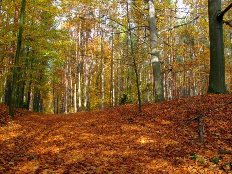 Pozostałe, W środku jesiennego lasu