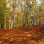 Pozostałe, W środku jesiennego lasu