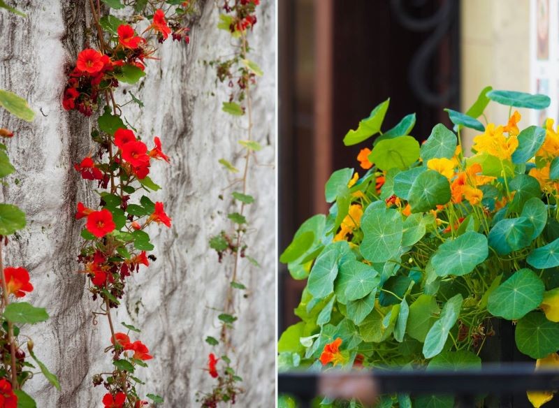 Nasturcję warto posadzić przy murze lub w balkonowej donicy.