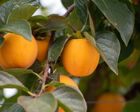 Niezwykły owoc obniża ciśnienie i zapobiega miażdżycy. Uprawa w doniczce jest prosta