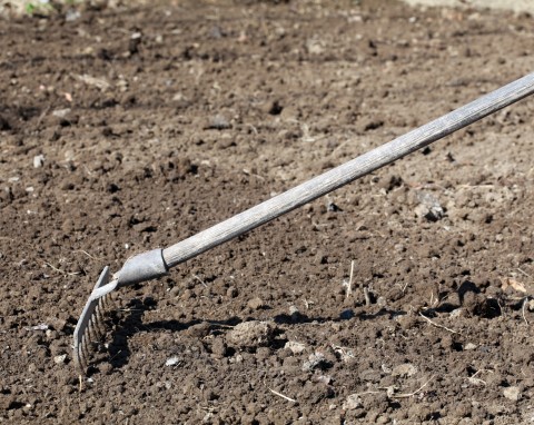 Warzywa po stosowaniu obornika. Co uprawiać w 1., 2. i 3. roku po nawożeniu?