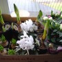 Pozostałe, Przygotowania:) - Wczoraj odwiedziłam moje ulubione centrum ogrodnicze żeby zamówić białe poincesje i grudniki:)Oczywiście wróciłam z kartonikiem kwiatów ,bo jakby inaczej????