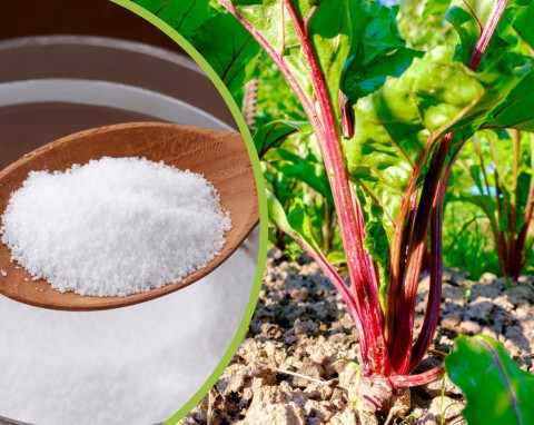Jak wykorzystać sól w ogrodzie? Zastosowanie soli w ogrodzie warzywnym i na mszyce