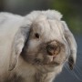 Jadalnia, Do widzenia zimo ! - No i najfajniejszy królik z tego całego króliczego towarzystwa :) On też czeka niecierpliwie na wiosnę i "tarasowe życie" :) Miłego tygodnia dziewczyny :)
