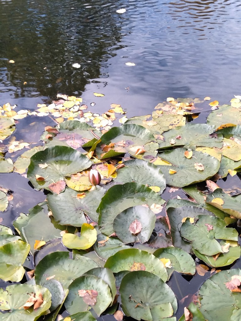 Rośliny, Jesienna galeria..... - .................i kwiat lilii wodnej.............