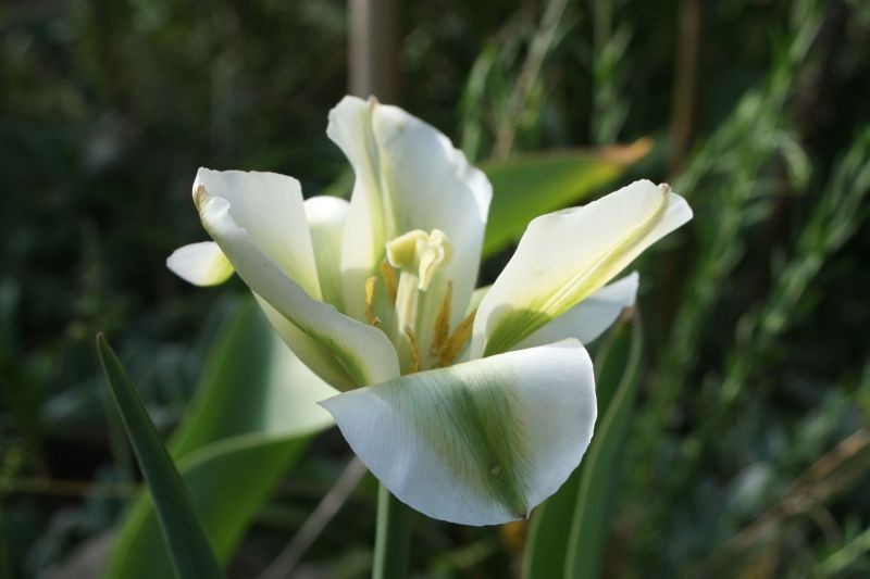 Rośliny, Ogródkowe tulipany