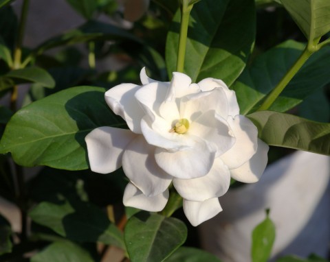Gardenia jaśminowata (Gardenia jasminoides)