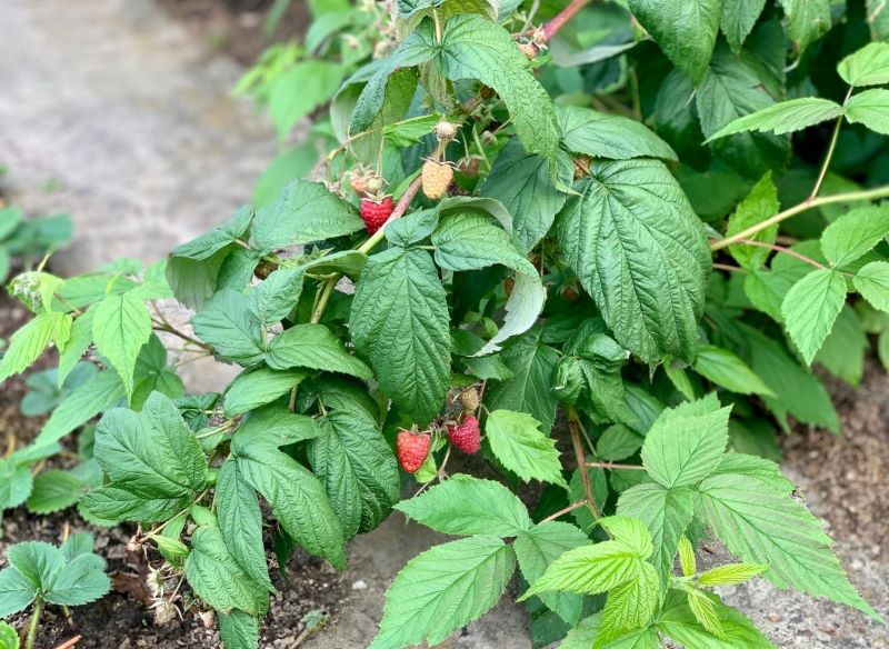 Jeśli chcemy, aby maliny wydały dużo owoców, musimy zatroszczyć się o nie po posadzeniu.