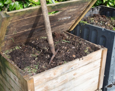 Dżdżownice kalifornijskie – hodowla w kompostowniku. Naturalny skarb ogrodnika