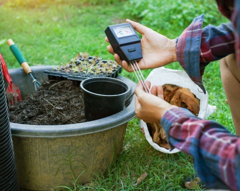 Obowiązkowe przed wiosennym sadzeniem roślin. Jak zbadać odczyn gleby w ogrodzie i na działce?