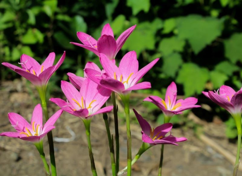Zefiranty potrzebują słonecznego stanowiska.