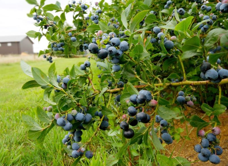 Czym nawozić borówkę amerykańską, by obficie plonowała?