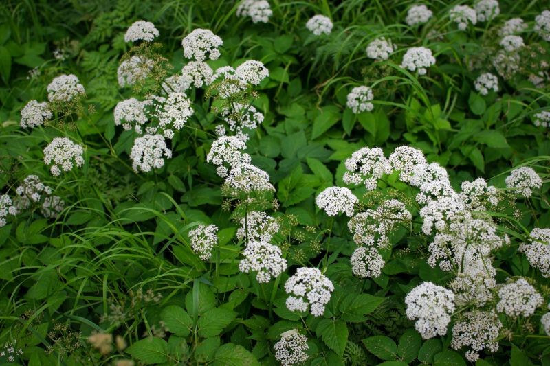Podagrycznik jest pospolitym chwastem, który można wykorzystać do przygotowania naturalnego nawozu.