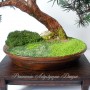 Rośliny, Sztuczne drzewko bonsai sosna w stylu han-kengai (półkaskada) - Sztuczne drzewko bonsai sosna w stylu han-kengai. l
http://dragon.netgaleria.pl/sztuczne-bonsai,39.html