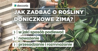 Jak zadbać o rośliny doniczkowe zimą?