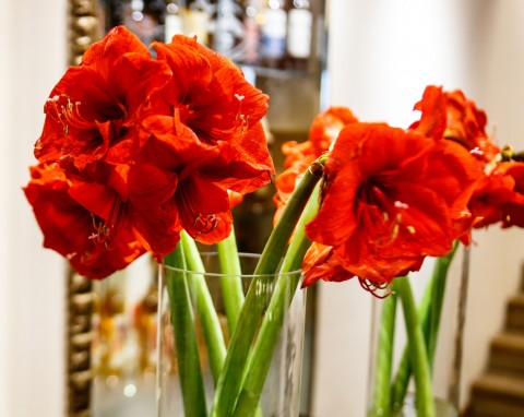 Amarylis postoi w wazonie znacznie dłużej niż zwykle. Wystarczy zastosować prosty trik