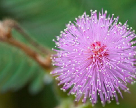 Mimoza wstydliwa (Mimosa pudica)