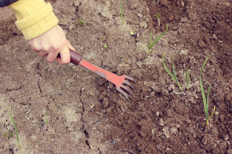 Pielęgnacja czosnku wiosną powinna obejmować spulchnienie gleby wokół roślin.