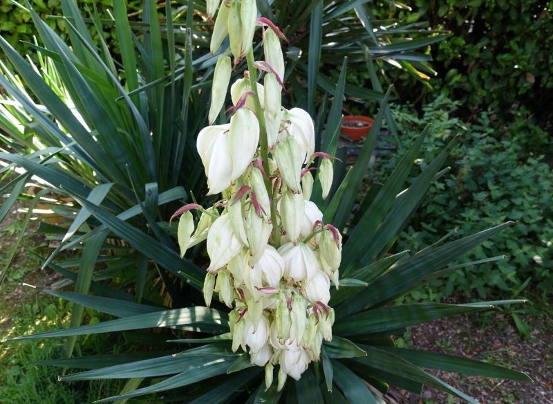 Dobre przygotowanie juki ogrodowej do zimy przekłada się na jej obfite i długie kwitnienie w następnym sezonie.