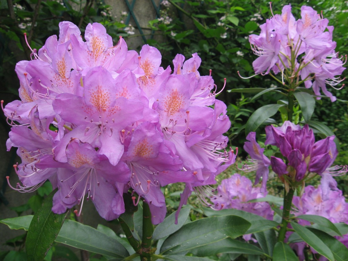 Pozostałe, TOP10 Kwitnących krzewów ogrodowych - 
RÓŻANECZNIK, AZALIA  Rhododendron sp. 