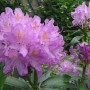 Pozostałe, TOP10 Kwitnących krzewów ogrodowych - 
RÓŻANECZNIK, AZALIA  Rhododendron sp. 