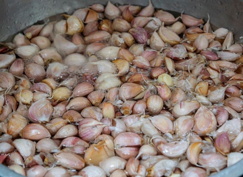 Zaprawianie czosnku zimowego zwiększa jego wytrzymałość na mróz.