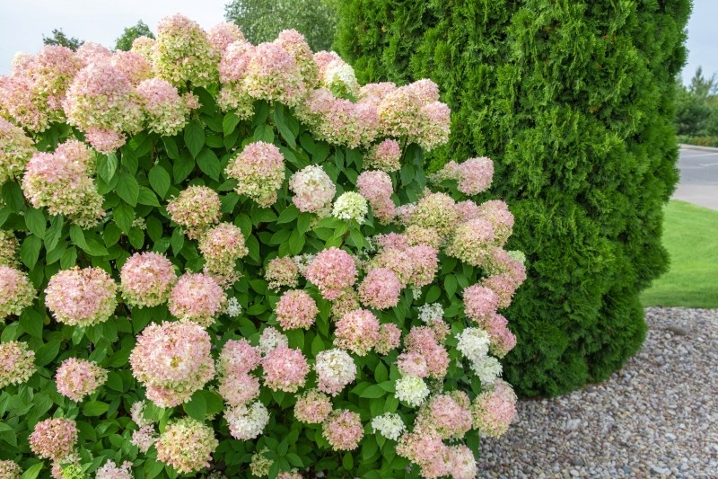 rozmnażanie hortensji bukietowej latem