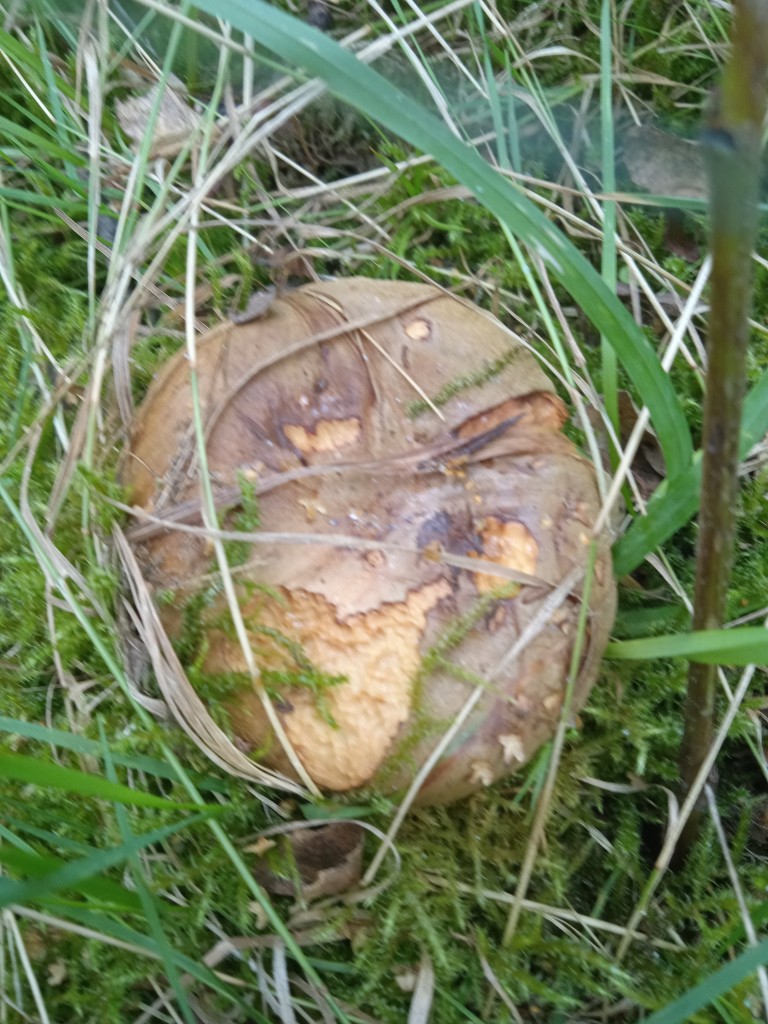 Leśne klimaty, PARKOWE ZACISZE