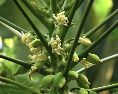 Widujemy w marketach, tymczasem można wyhodować w domu. Siew i uprawa papai w donicy