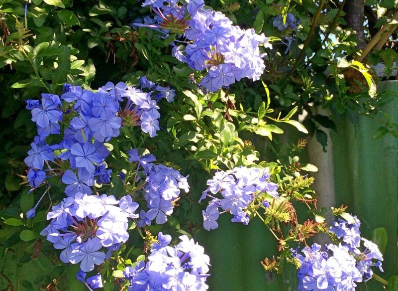 Dla ołownika uszkowatego znajdźmy słoneczne stanowisko.