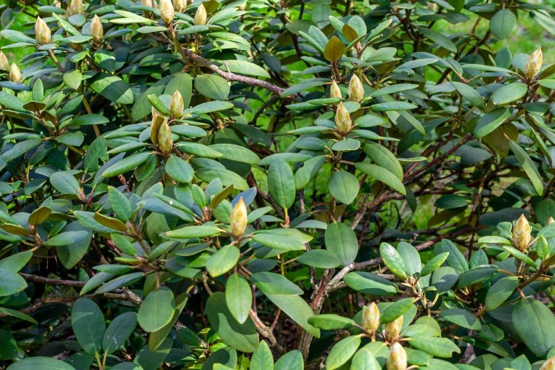 Wolisz nawozy mineralne? Wybierz te, które są przeznaczone do rododendronów albo innych roślin kwasolubnych.