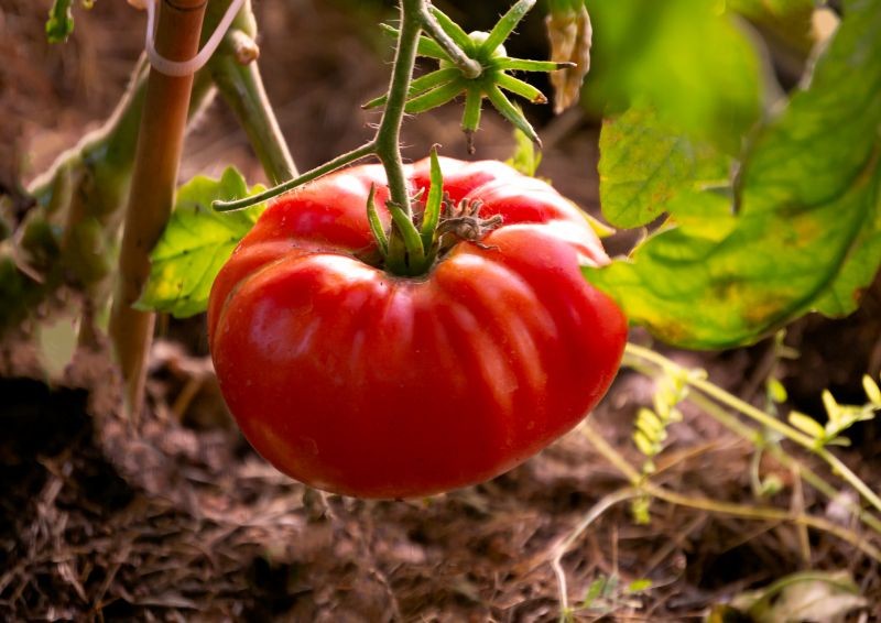 Od czego zależy smak pomidorów? 