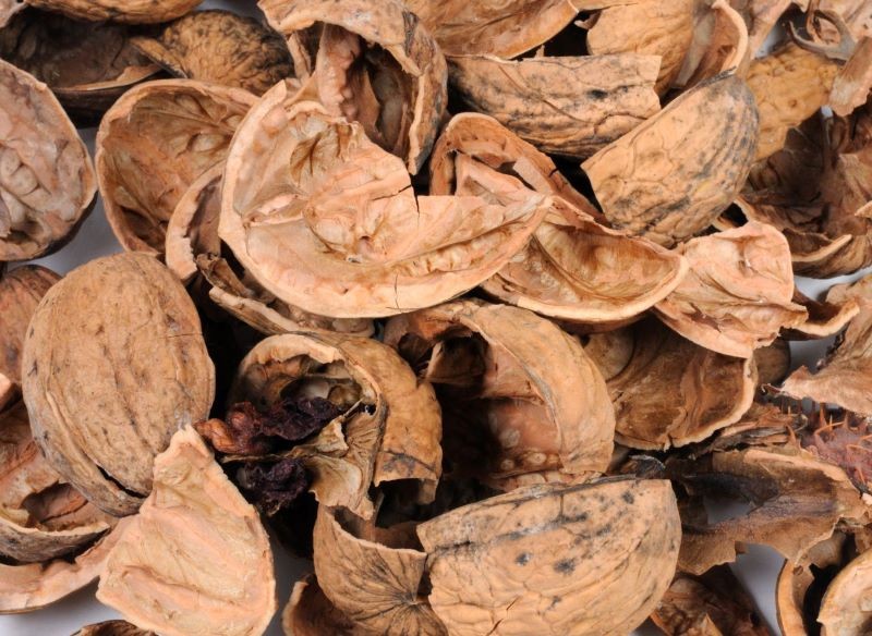 Łupin z orzechów włoskich nie warto wyrzucać.