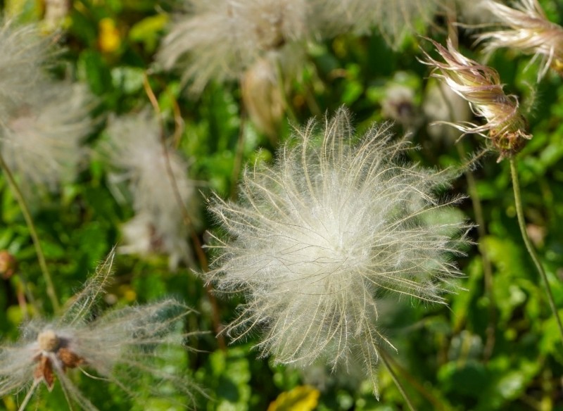 jak uprawiać dębika ośmiopłatkowego