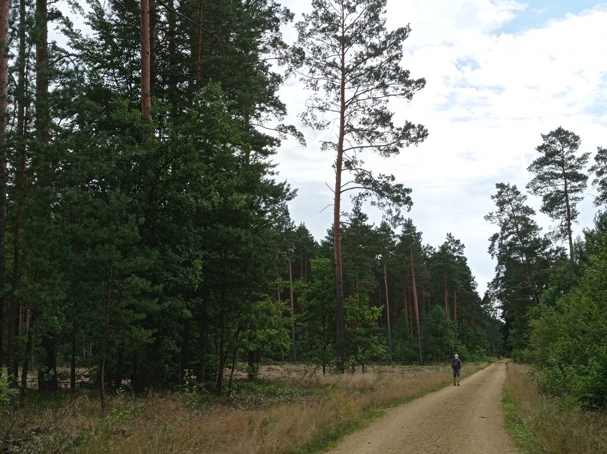 Rośliny, Leśne zacisze