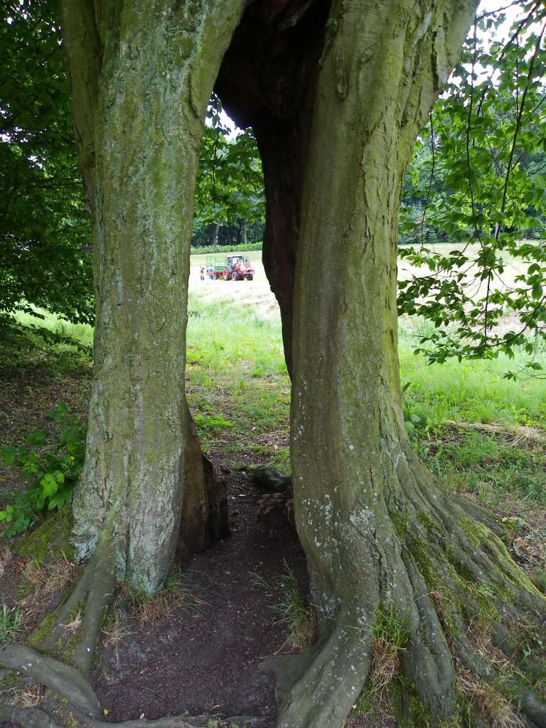 Pozostałe, Arboretum w Gołuchowie - Park i zabudowania cz 1 - Gołuchów 