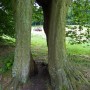 Pozostałe, Arboretum w Gołuchowie - Park i zabudowania cz 1 - Gołuchów 