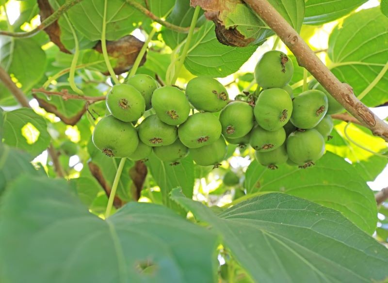 Aktinidię ostrolistną uprawia się dla smacznych owoców, które rodzi obficie.