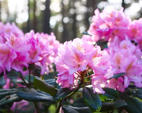 Różanecznik dahurski (Rhododendron dauricum)