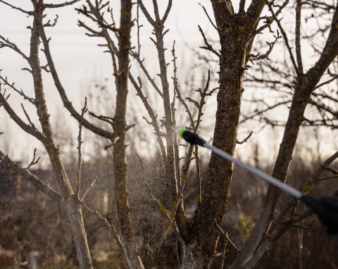 Żadnych mszyc i przędziorków na drzewach owocowych. Zimowy oprysk likwiduje problem